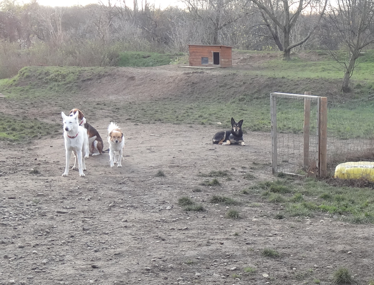 Hundemädel 3011 gelände