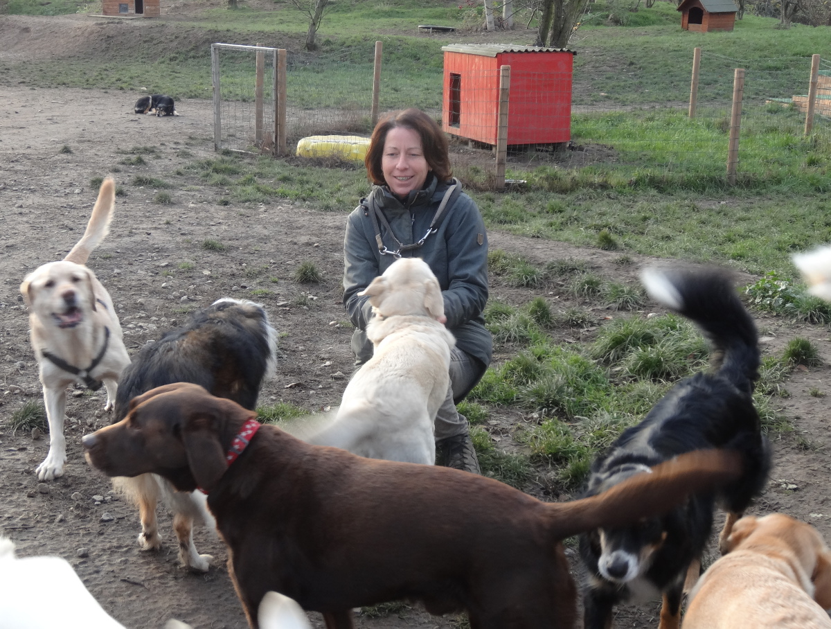 Hundemädel 3011 hunde