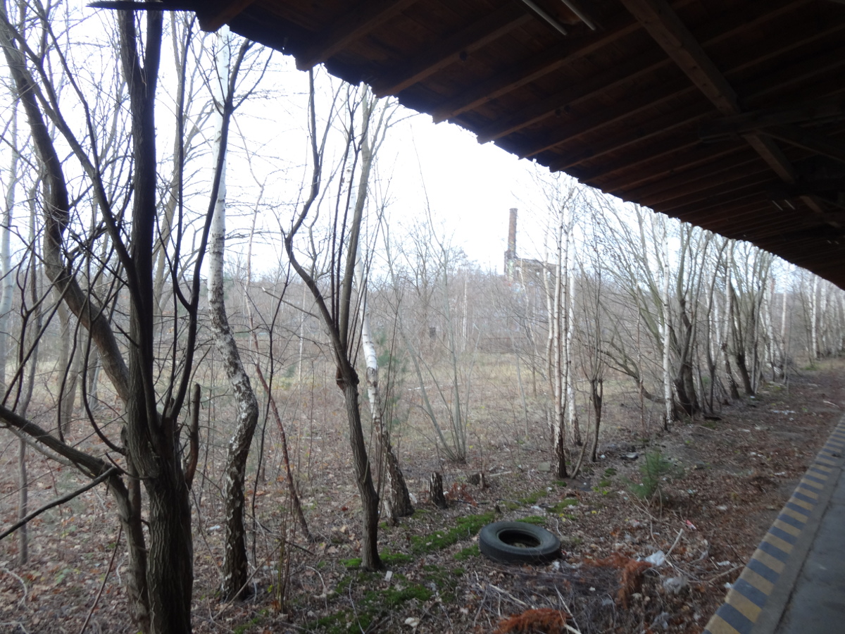 Leipziger Bahnhof Rundgang Birken