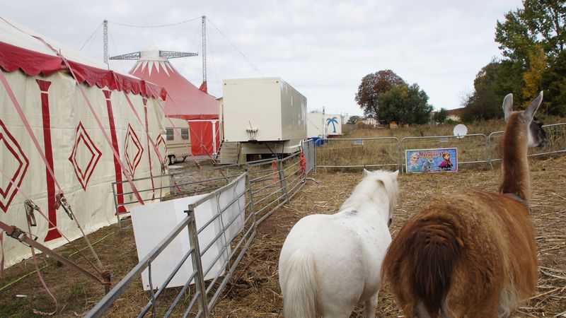 Wer bestaunt hier wen? Tierische Akteure beim Blick auf den Elberadweg