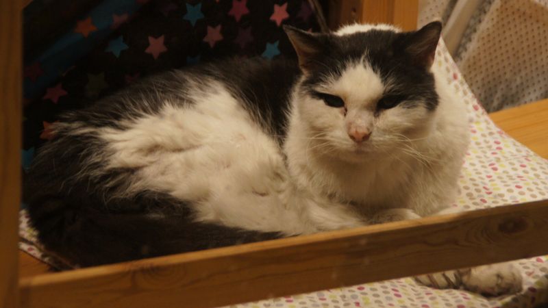 Weihnachtsfindelkind Bruno schläft jetzt am liebsten über dem Heizkörper