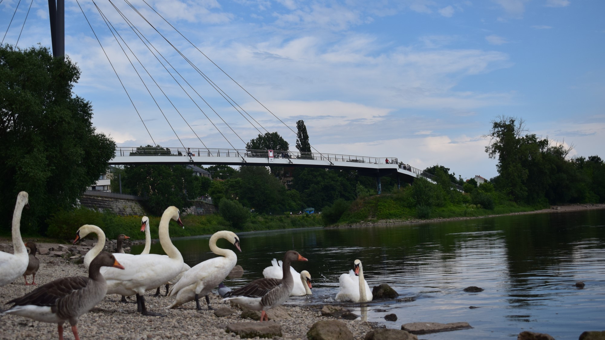 schwäne-an-der-elbe-titelbild