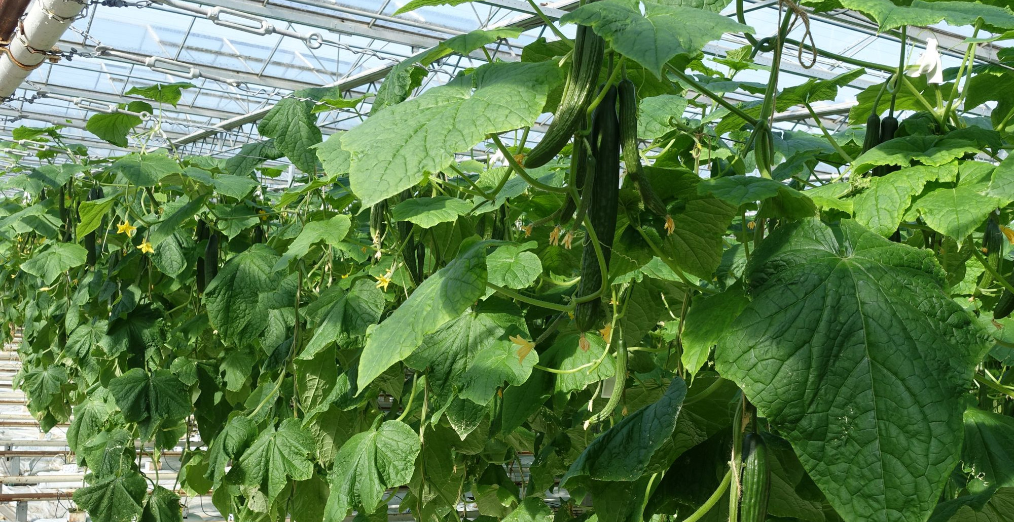 Frühgemüsezentrum Kaditz Wochenmarkt Gurken