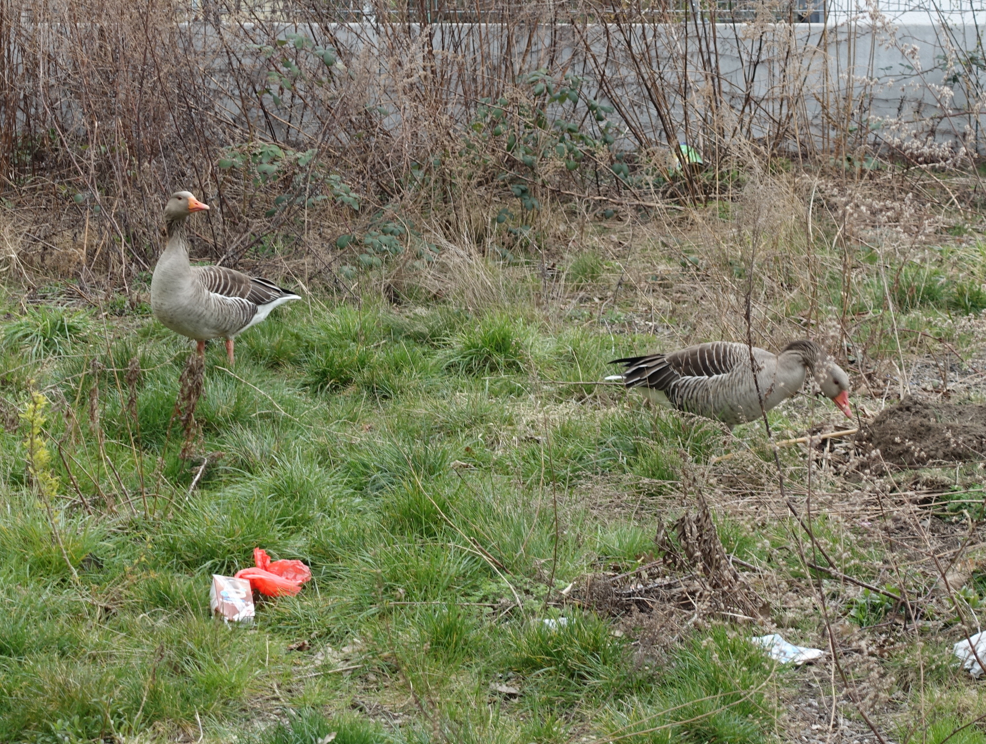 Gänse Pieschener Melodien Gras