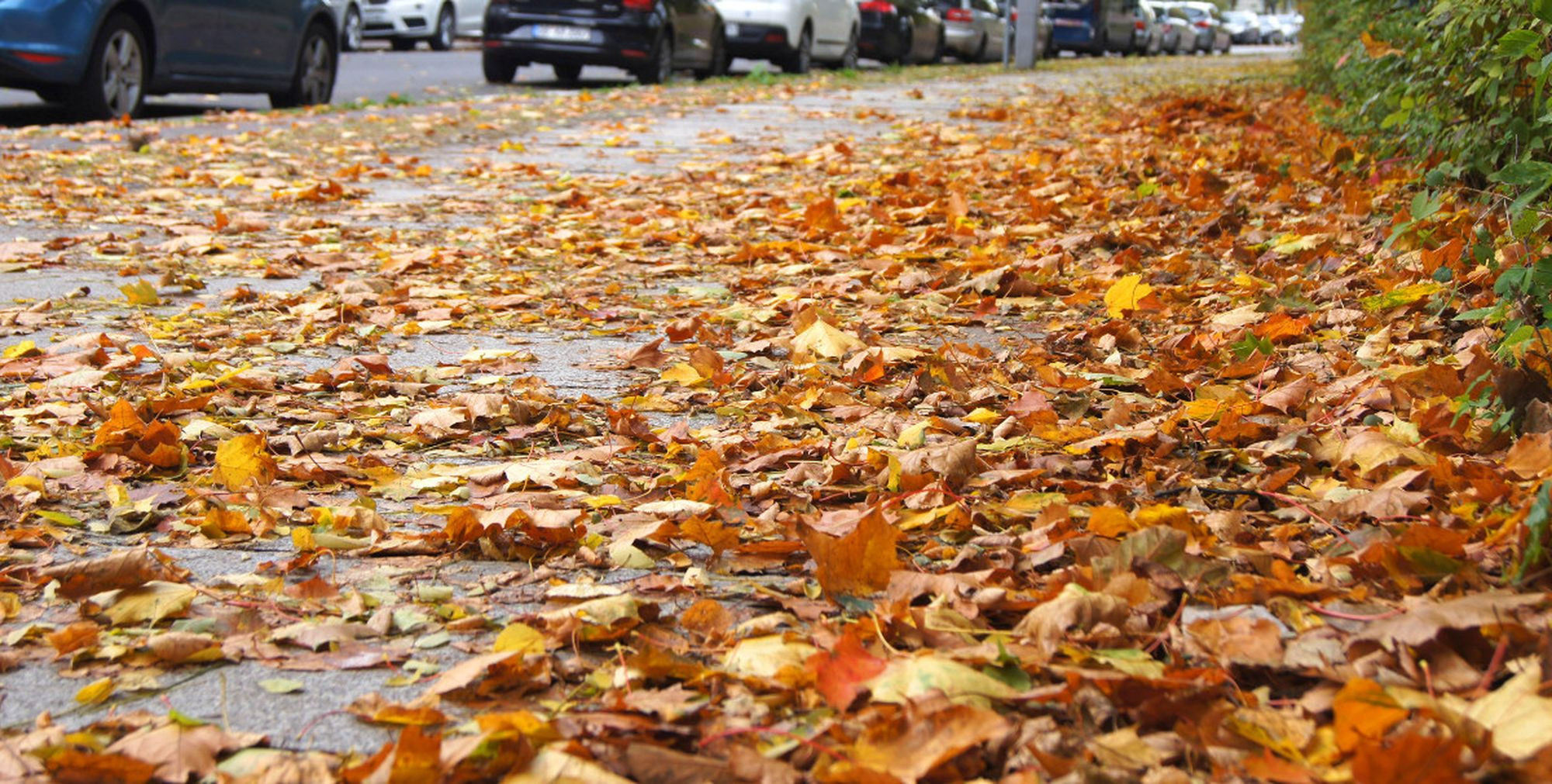 Laub von Straßenbäumen