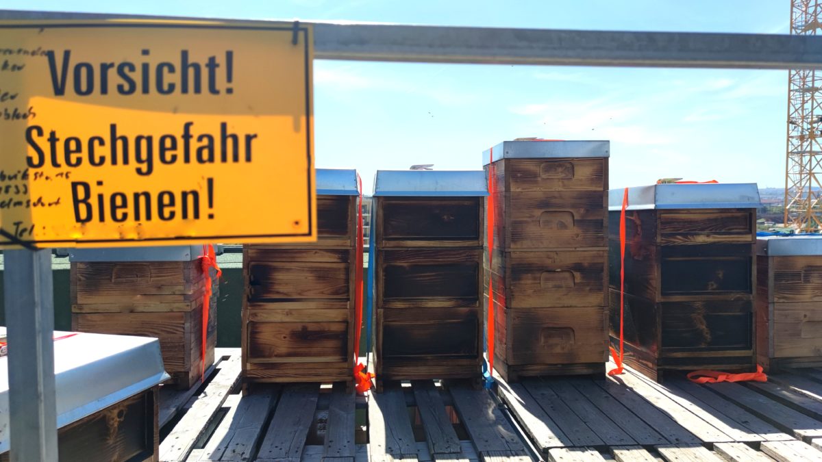 Die Bienenstöcke auf dem Arcotel Dresden - Foto: Maren Kaster