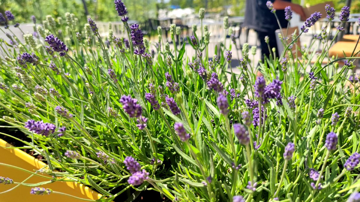 Bienennahrung - einer von vielen Lavendelkästen auf der Terrasse des Arcotel Dresden - Foto: Maren Kaster
