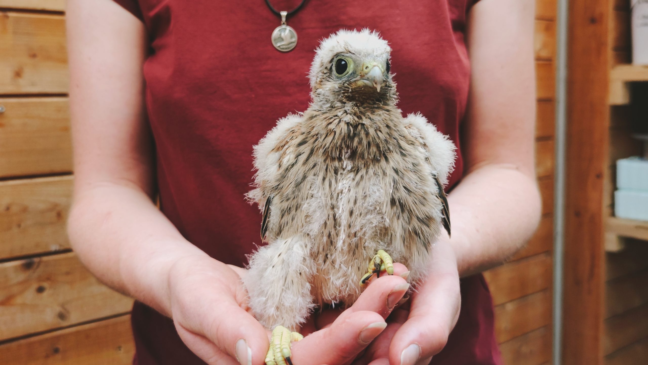 Junger Turmfalke in der Wildvogelauffangstation. - Foto: Maren Kaster