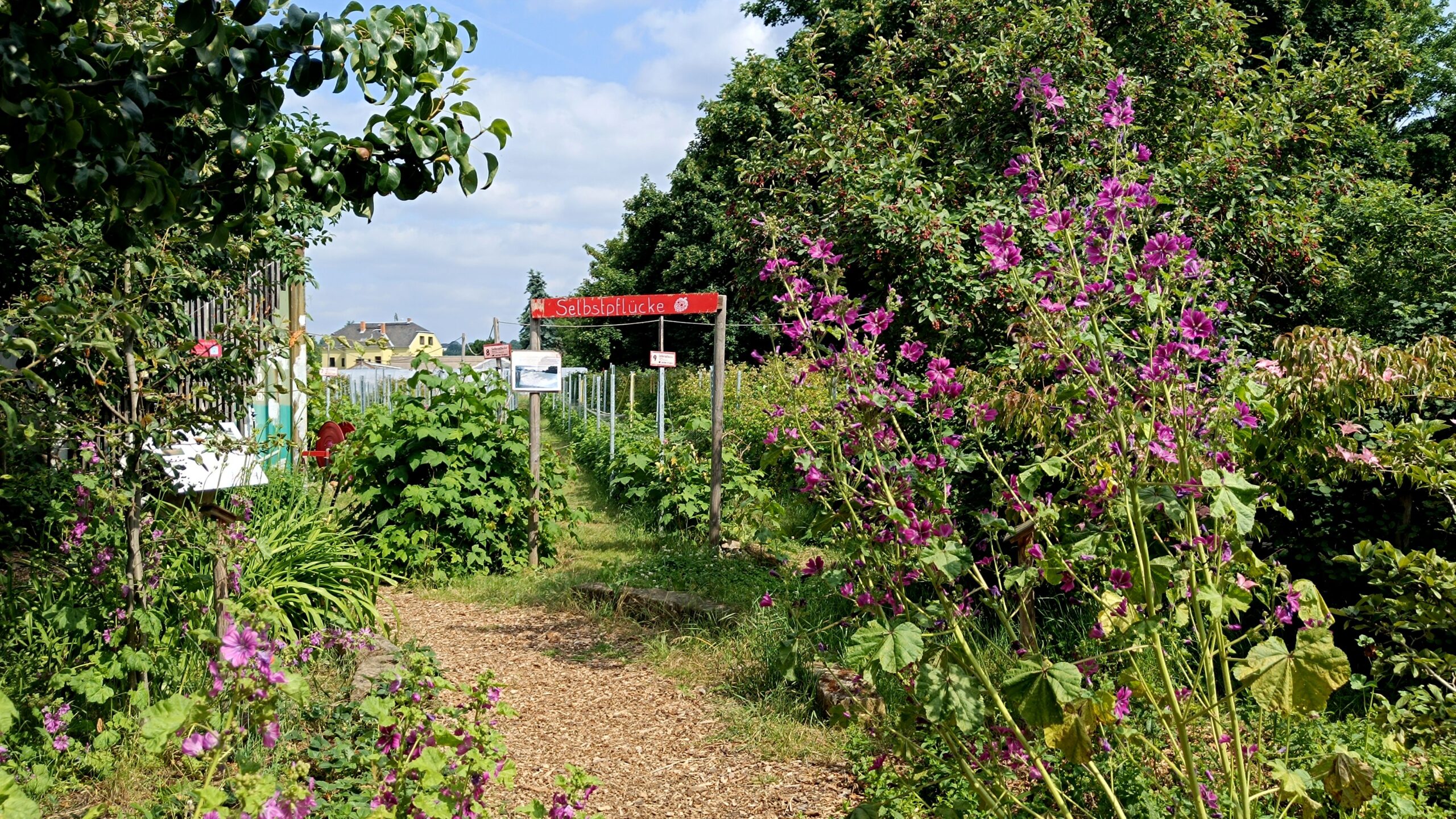 "Sortenvielfalt, mehrjährige Pflanzen, und auch Raritäten zu kultivieren, ist uns wichtig", so Helena.