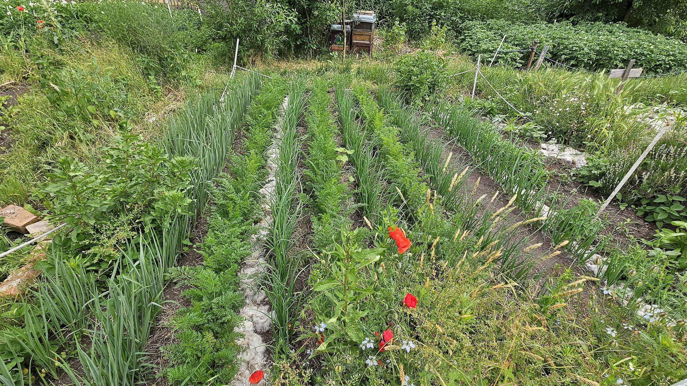 Naturnaher Anbau im Gemeinschaftsgarten - Foto: J. Frintert