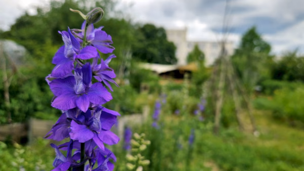Zwischen all dem Gemüse gibt's auch ein paar wild wachsende Blümchen. Foto: J. Frintert